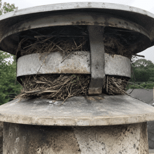 Schouwkap met vogelnest