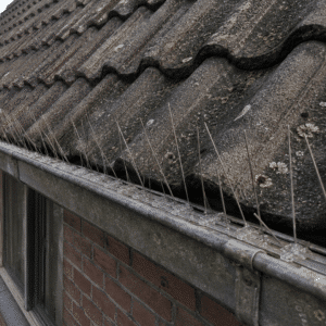 Duivenpinnen op het dak